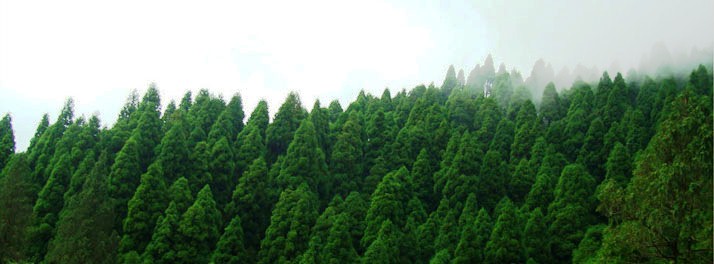 1771/The Riverwood Forest Retreats - Dooars 15.jpg